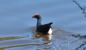 a swamp hen at Leongatha Wetland