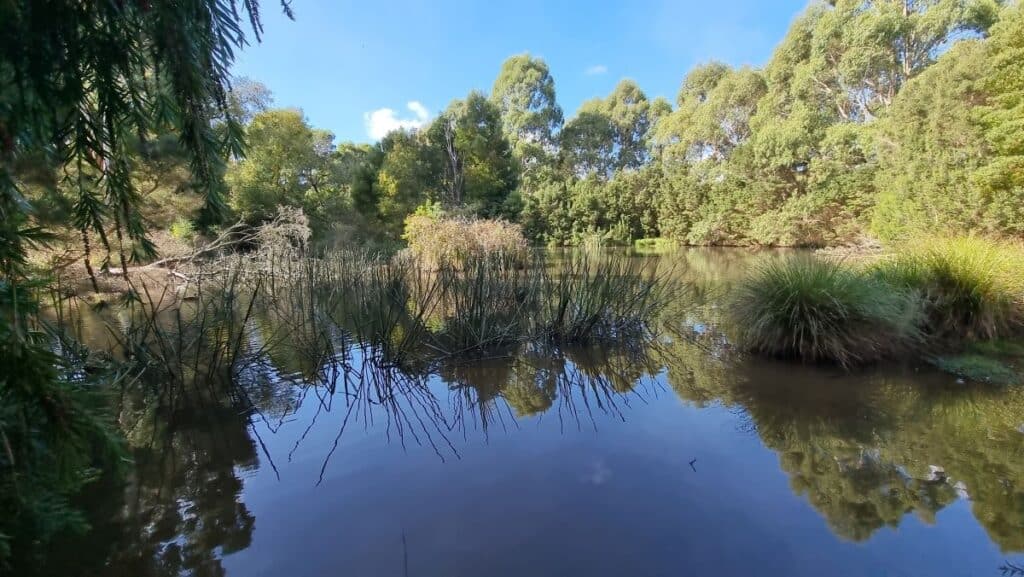 pictureque view of the lake at Leongatha Wetland