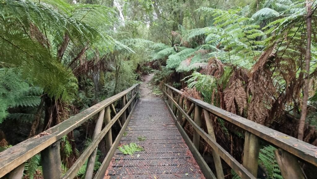 a wooden bridge with ferns either side in Mount Worth State park