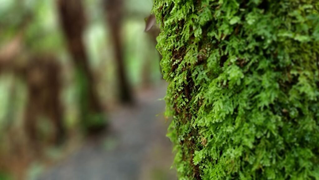 rejuvenation of a fern