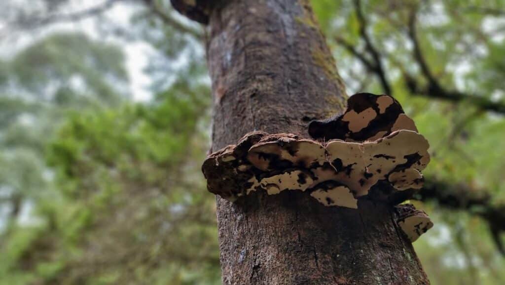 fungi growing on a tree