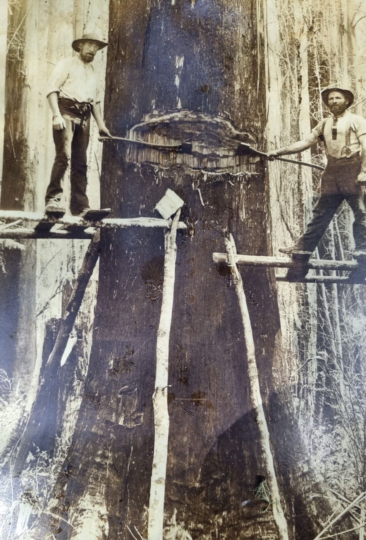 a historic photo of tree loppers with axes cutting down a huge tree