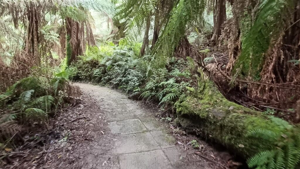 a paved walkway in Mount Worth State park