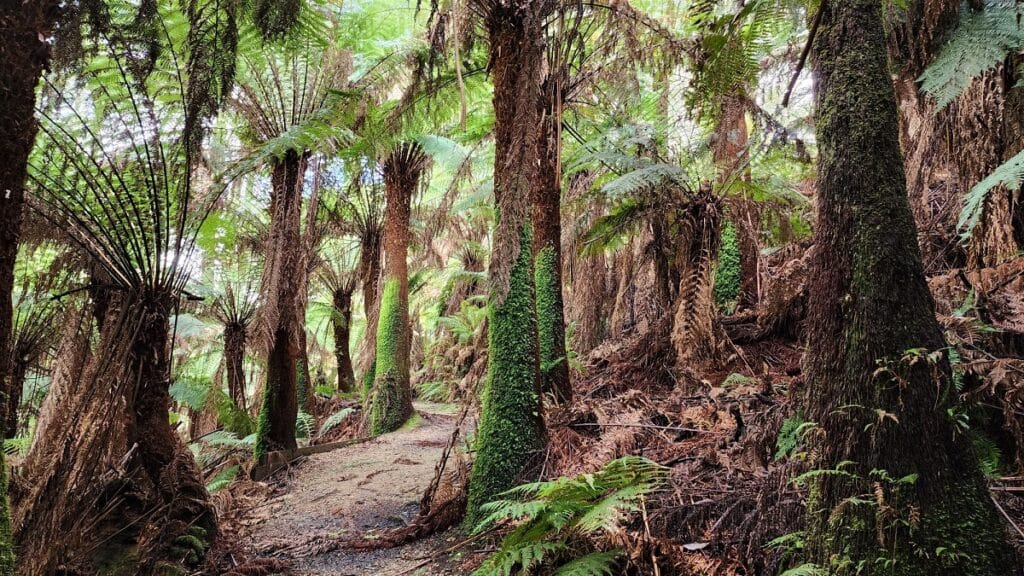 a path of tall tree ferns with moss covering the trucks at Mount Worth State Park walks