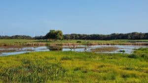 looking out to Baxters Wetland Wonthaggi