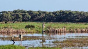 Baxters Wetland Bird Hide in Wonthaggi