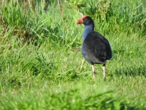 a purple swamp hen at Baxters Wetland Bird Hide