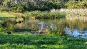 Wonthaggi Wetlands Reserve