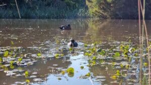 ducks on the lake at Wonthaggi Wetlands Reserve